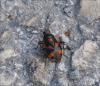 122290 – Photo : Andgelo Mombert – France (25)