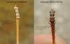 122311 – Photo : David Sannier – France (34)