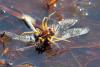 122611 – Photo : Pierre SENGEZ – France (60)