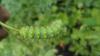 122455 – Photo : bergamote – France (26)