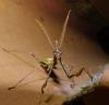 122330 – Photo : Arnaud Jean-Pierre – France (66)