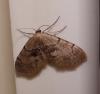 122045 – Photo : Arnaud Jean-Pierre – France (66)