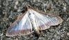 122039 – Photo : Patrick Decreus – France (93)