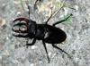 122508 – Photo : Patrick Decreus – France (93)