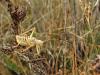 122312 – Photo : David Sannier – France (34)