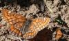 122286 – Photo : Pascal Vigneron – France (52)