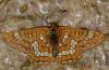 122288 – Photo : Pascal Vigneron – France (52)