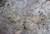 122080 – Photo : Insectesidf – France (61)