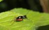 122970 – Photo : Duborget Robin – France (06)