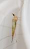 122030 – Photo : Renko Usami – France (59)