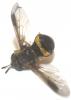 122050 – Photo : David Guedon – France (76)