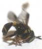 122052 – Photo : David Guedon – France (76)