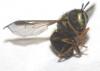 122053 – Photo : David Guedon – France (76)