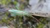 Stenodema laevigata