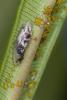 Episyrphus balteatus
