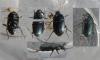 122240 – Photo : Guénael Hallart – France (02)
