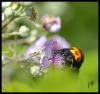 122110 – Photo : Josselyne Bayle – France (33)