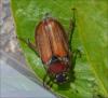122841 – Photo : Andgelo Mombert – France (25)