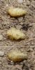 122128 – Photo : Pierre Gros – France (06)
