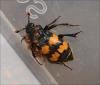 122054 – Photo : Andgelo Mombert – France (25)