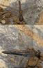 Sympetrum striolatum