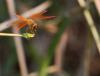 122704 – Photo : patrick derennes – Thaïlande