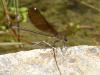 122755 – Photo : Jean-Pierre Demolder – France (20)