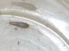 Lepisma saccharina