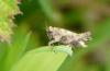122072 – Photo : Florent Creignou – France (76)