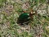 Carabus auronitens auronitens