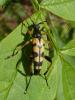Rutpela maculata