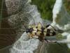 Rutpela maculata