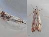 122131 – Photo : Dominique THAUVIN – France (45)