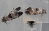 122248 – Photo : Dominique THAUVIN – France (45)