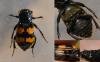 122060 – Photo : Andgelo Mombert – France (25)
