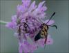122881 – Photo : J. Buffat – France (30)