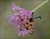 122871 – Photo : J. Buffat – France (30)