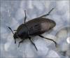 122067 – Photo : Andgelo Mombert – France (73)