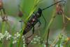 122771 – Photo : Viviane Godenne – Belgique