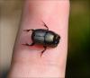 Onthophagus illyricus
