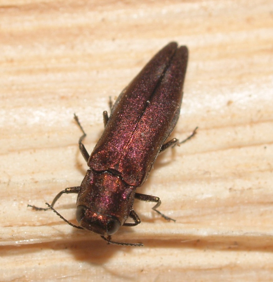 Gerard CHEMIN - Agrilus (Sinuatiagrilus) sinuatus - réf. 122412 (874 x 904 pixels, 155 ko)