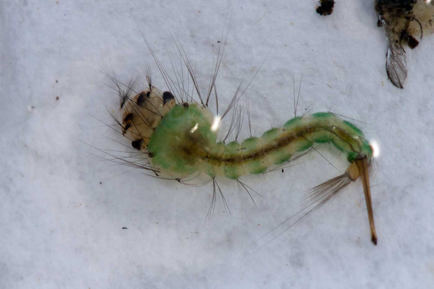 Eugène Vandebeulque - Culex (Neoculex) territans - réf. 122466 (1400 x 933 pixels, 60 ko)