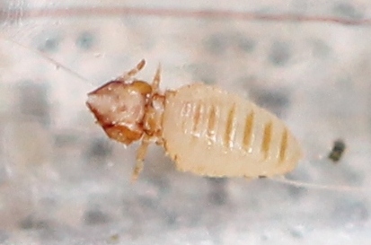 Renko Usami - Felicola (Felicola) subrostratus - réf. 122408 (413 x 273 pixels, 63 ko)