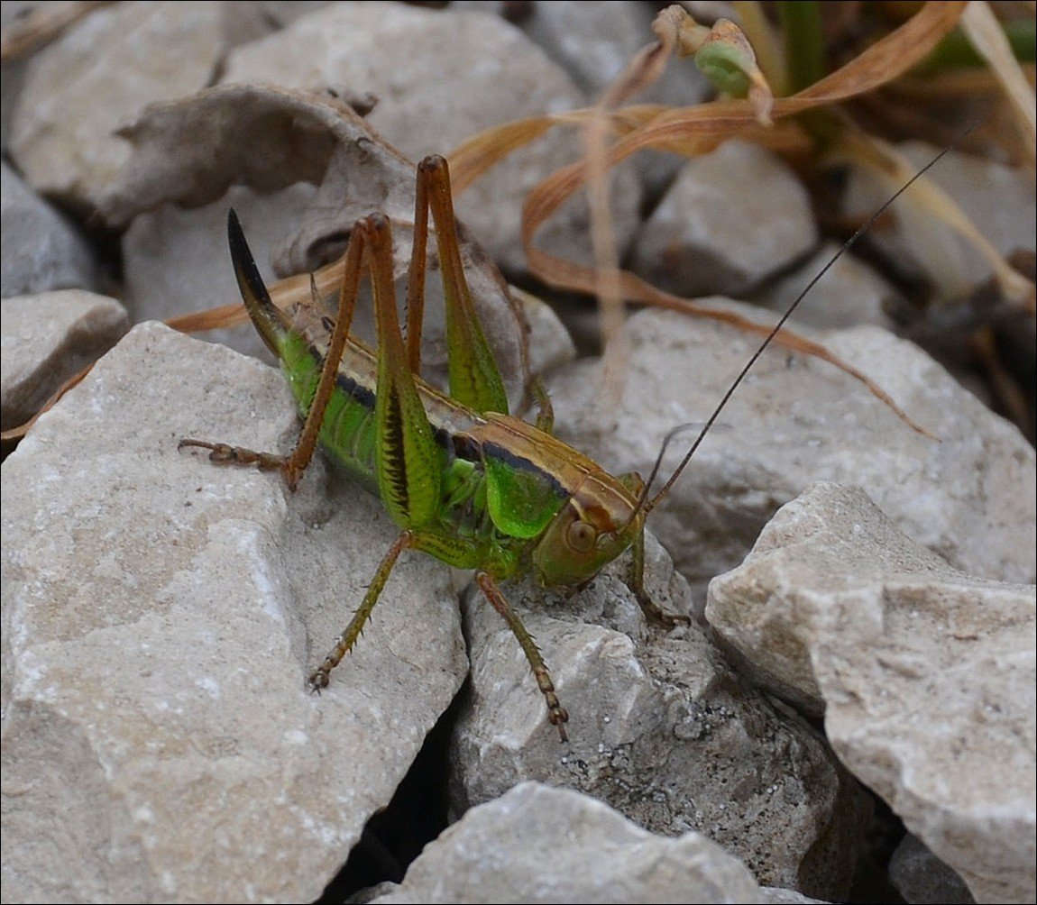 Andgelo Mombert - Roeseliana roeselii - réf. 122569 (1150 x 1004 pixels, 213 ko)