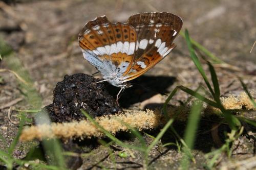 Réf. 123 043 : Limenitis camilla