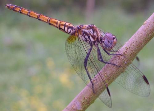 Trithemis annulata