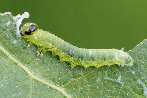 Stauronematus platycerus