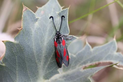 Zygaena sarpedon