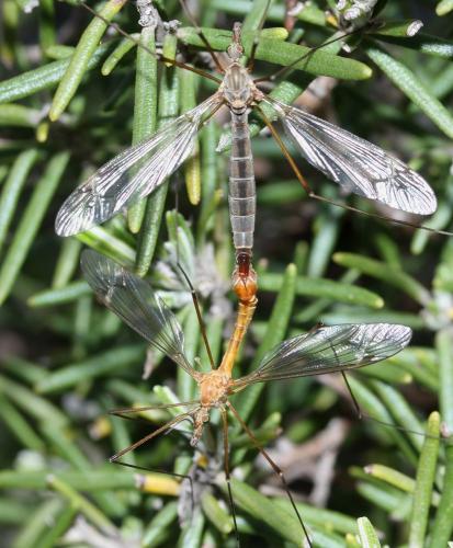 Tipula bezzii