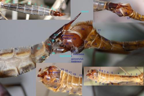 Tipula bezzii